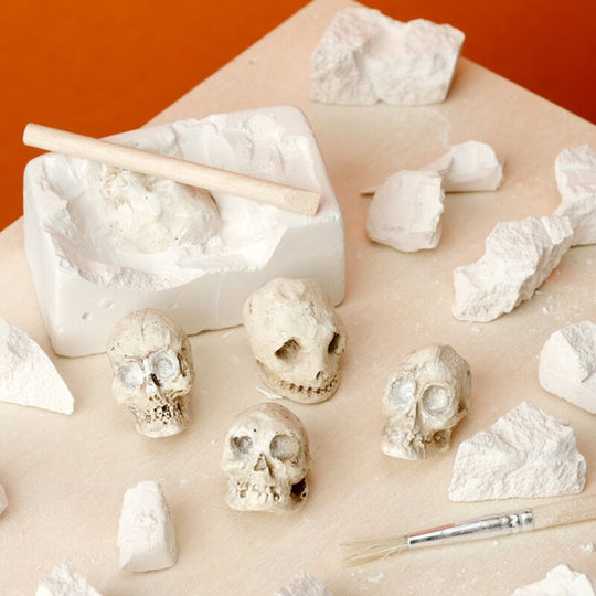 Human Skull Dig-A-Saurs Dig it Out Kit