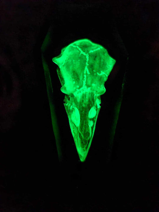 Crow Skull Coffin Ornament - Glow in Dark